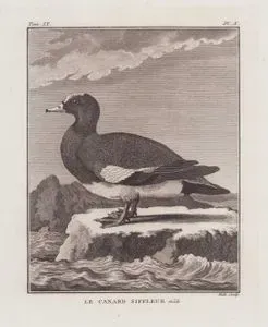 Fiyo Ördeği (Erkek) (Islıkçı Ördek, Fiyu-Mareca Penelope) (IX.Cilt X.Plate)