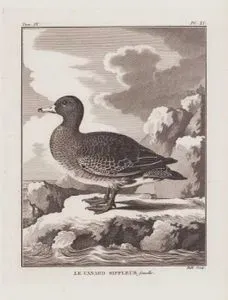 Fiyo Ördeği (Dişi) (Islıkçı Ördek, Fiyu-Mareca Penelope) (IX.Cilt XI.Plate)