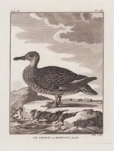 Boz Ördek (Dişi) (Mareca Strepera) (IX.Cilt XII.Plate)