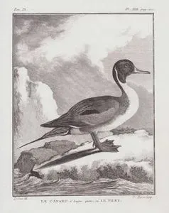 Kılkuyruk (Kızılkuyruk-Anas Acuta) (IX.Cilt, XIII.Plate, Sayfa 200)
