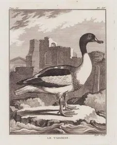 Suna (Hanım Ördeği, Kuşaklı Ördek-Tadorna Tadorna) (IX.Cilt, XIV.Plate)