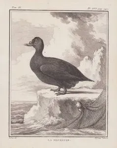 Kadife Ördek (Melanitta Fusca) (IX.Cilt, XVI.Plate, Sayfa 240)