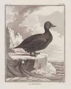 Kadife Ördek (Melanitta Fusca) (IX.Cilt, XVI.Plate)