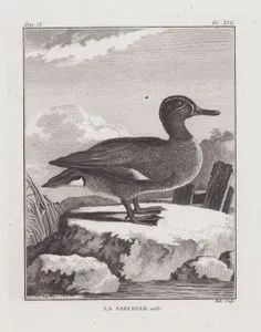 Çamurcun (Yeşilkanatlı Çamurcu Ördeği-Anas Crecca) (IX.Cilt XVII.Plate)
