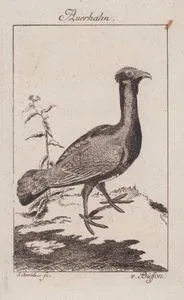 Büyük Orman Tavuğu(Erkek) (Çalıhorozu, Orman Horozu-Tetrao Urogallus)