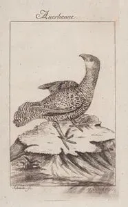 Büyük Orman Tavuğu (Disi) (Tetrao Urogallus)