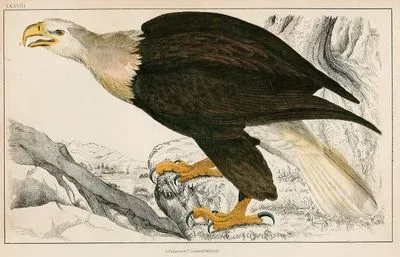 Beyaz Başlı Kartal