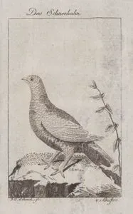 Dağ Kar Tavuğu (Kar Kekliği-Lagopus Muta)