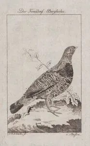 Kanada Tavuğu (Ladin Tavuğu-Canachites Canadensis, Tetrao Canadensis)