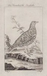 Kanada Tavuğu (Ladin Tavuğu-Canachites Canadensis, Tetrao Canadensis)