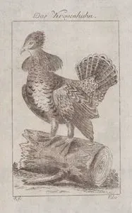 Yakalı Orman Tavuğu (Bonasa Umbellus, Tetrao Umbellus)