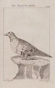 Paçalı Bağırtlak (Pallas Çöl Tavuğu-Syrrhaptes Paradoxus, Tetrao Paradoxa)