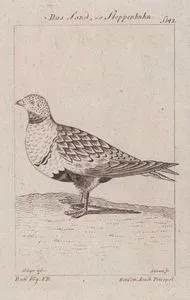 Arabistan Kum Kekliği (Ammoperdix Heyi,Tetrao Arenaria)