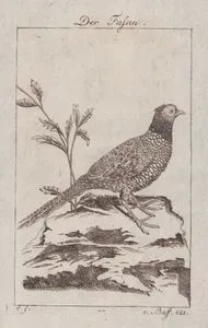 Sülün (Erkek) (Phasianus Colchicus)
