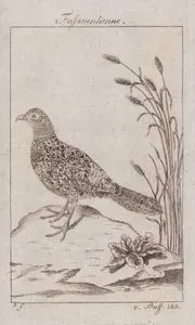 Sülün (Disi) (Phasianus Colchicus)