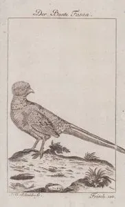 Yeşil Sülün (Phasianus Versicolor)