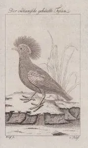 Himalaya Monalı (Lophophorus impejanus, Phasianus Christatus İndicus)