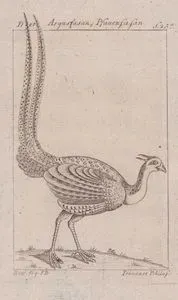 Büyük Argus (Argus Sülünü-Argusianus Argus)