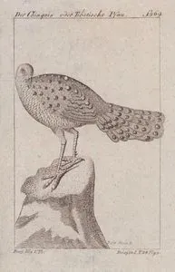 Büyük Tavus Sülünü (Gri Tavus Sülünü-Polyplectron Bicalcaratum)