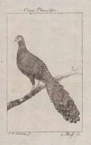 Çin Tavus Sülünü (Erkek)