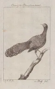 Çin Tavus Sülünü (Dişi)
