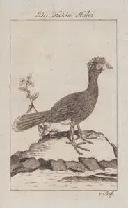Hokko Tavuğu (Erkek)