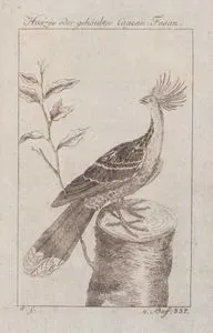 Hoatzin (Hoatzin Tavuğu, Çingene Tavuğu, Kokulu Sülün-Opisthocomus Hoazin)