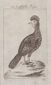 Brezilya Sülünü (Guan)