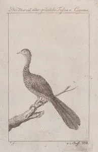 Yeşil Sülün (Faisan Verdatre de Cayenne)
