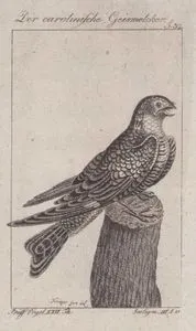 Karolina Çobanaldatanı (Antrostomus Carolinensis, Caprimulgus Carolinensis) (Sayfa 32)