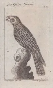 Kuzeyli Putu (Nyctibius Jamaicensis) (Sayfa 42)