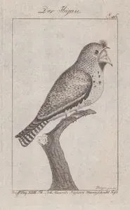 Makas Kuyruklu Çobanaldatan (Hydropsalis Torquata, Caprimulgus Brasilianus) (Sayfa 46)