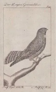 Uzun Kuyruklu Çobanaldatan (Caprimulgus Climacurus, Caprimulgus Femitorquatus) (Sayfa 48)