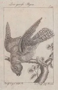 Büyük Putu (Büyük Poto-Nyctibius Grandis, Caprimulgus Grandis) (Sayfa 50)