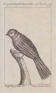 Jamaika Porağı (Siphonorhis Americana, Caprimulgus Americanus) (Sayfa 53)