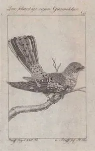Ak Kuyruklu Çobanaldatan (Hydropsalis Cayennensis, Caprimulgus Cayennensis) (Sayfa 56)