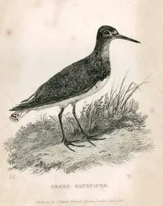 Yeşil Çulluk