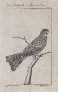 Çorak Gecedoğanı (Chordeiles Acutipennis, Caprimulgus Acutus) (Sayfa 59)