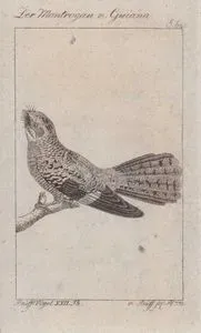 Üç Kuyruklu Çobanaldatan (Hydropsalis Climacocerca, Caprimulgus Gujanensis) (Sayfa 62)