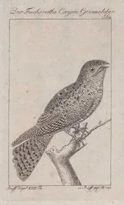 Kızıl Çobanaldatan (Antrostomus Rufus, Caprimulgus Rufus) (Page 64)