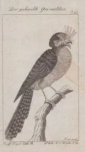 Avustralya Egoteli (Aegotheles Cristatus, Caprimulgus Cristatus) (Sayfa 67)