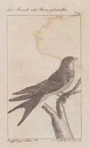 Kır Kırlangıcı (Tarla Kırlangıcı-Hirundo Rustica) (Sayfa 119)