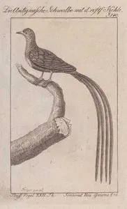 Siyah-kızıl Kırlangıç (Hirundo Nigrorufa, Hirundo Panayana) (Sayfa 140)