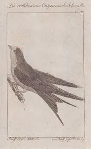 Kızıl Karınlı Kırlangıç (Cecropis Badia, Hirundo Rufa) (Sayfa 142)