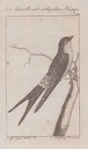 Çizgili Büyük Kırlangıç (Cecropis Cucullata, Hirundo Capensis) (Sayfa 144)