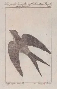 Senegal Kırlangıcı (Cecropis Senegalensis) (Sayfa 146)