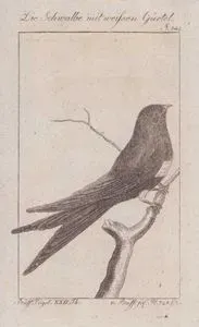 Ak Kuşaklı Kırlangıç (Atticora Fasciata, Hirundo Fasciata) (Sayfa 148)