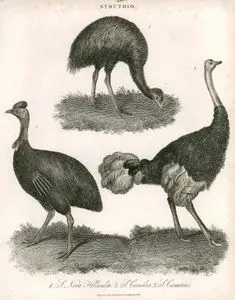 Devekuşu Türleri 1. S.Novce Hollandia 2. S.Camelus 3.S.Casiarus