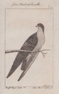 Ak Kuyruklu Kırlangıç (Hirundo Megaensis, Hirundo Ambrasiaca) (Sayfa 150)