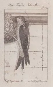 Ev Kırlangıcı (Pencere Kırlangıcı-Delichon Urbicum) (Sayfa 152)